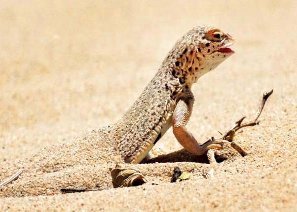 mojave-fringe-toed-lizards-dig-in