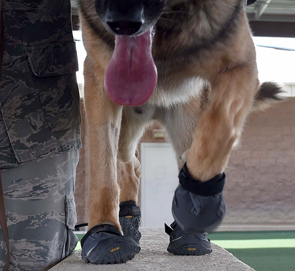 Military working dogs get booties 