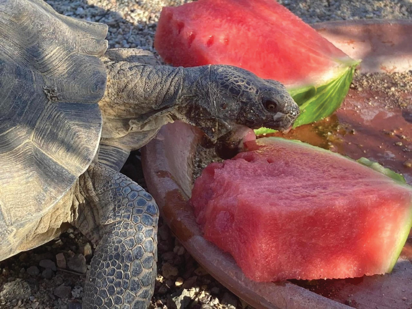 can desert tortoises eat watermelon